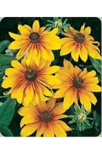 Muka Botanik 20 Adet Indian Summer Glorıosa Daısy Tohumu - Resim 5