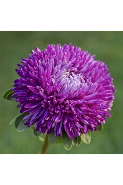 Muka Botanik 10 Adet Aster Blauer Turm Tohumu ürün görseli