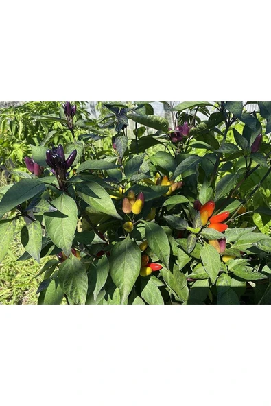 Muka Botanik 20 Adet Nadir Karışık Peru Süs Biberi Tohumu - Resim 2