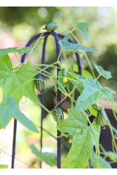 Muka Botanik 10 Adet Cucamelon Vine Tohumu - Resim 5