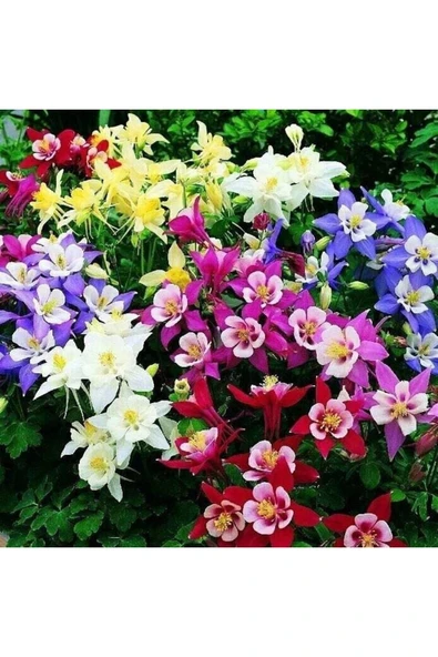 Muka Botanik 10 Adet Columbine Aquilegia Vulgaris Tohumu - Resim 3