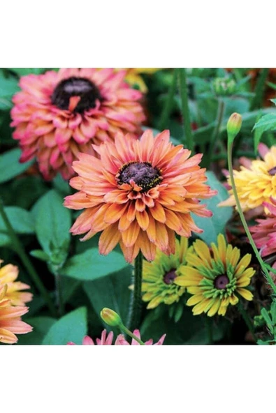Muka Botanik 10 Adet Sahara Rubeckia Mix Tohumu - Resim 6
