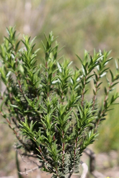 Muka Botanik Dağ Kekiği, Doğal Zahter Tohumu 20 Adet Tohum - Resim 2
