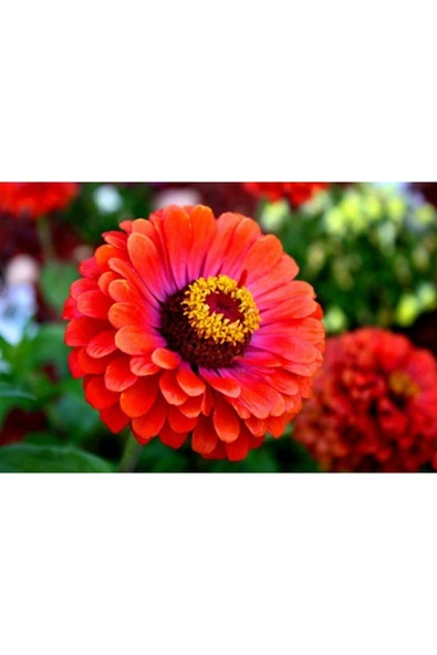 Muka Botanik 10 Adet Beybeğendi Çiçeği Tohumu ürün görseli