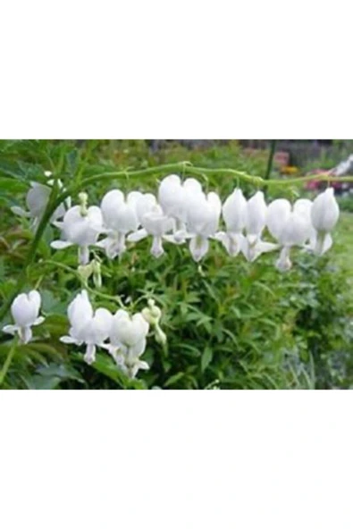 Muka Botanik Nadir Beyaz Dicentra Çiçeği Tohumu Ekim Seti - Resim 3