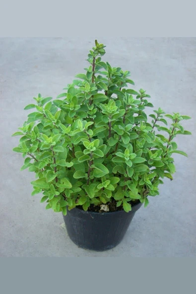 Muka Botanik Doğal Izmir Dağ Kekiği Tohumu / 40 Adet Tohum - Resim 5