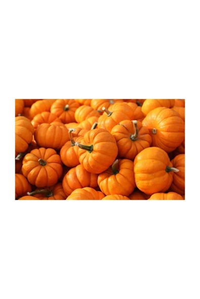 Muka Botanik Iri Bal Kabağı Tohumu 5 Adet Kabak Tohumu - 2