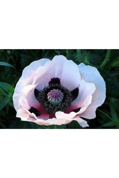 Muka Botanik 10 Adet Royal Wedding Poppy Tohumu ürün görseli