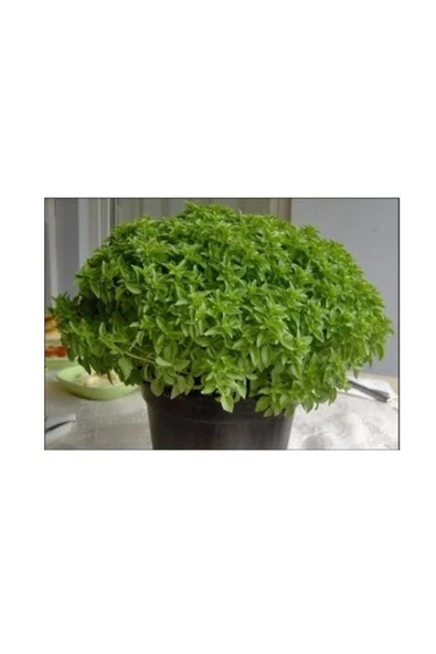 Muka Botanik Agrobazaar Mini Top Fesleğen 25+ Tohum ürün görseli