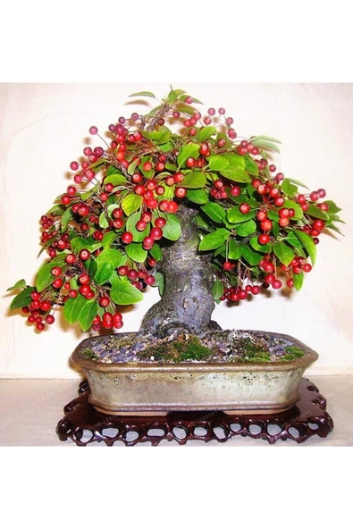 Muka Botanik Bodur Bonsai Kiraz Ağacı Tohumu Ekim Seti 5 Tohum +saksı+toprak ürün görseli