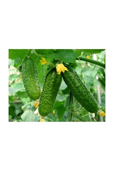 Muka Botanik Kıtır Turşuluk Kornişon Salatalık Tohumu 10 Adet Tohum - Resim 3