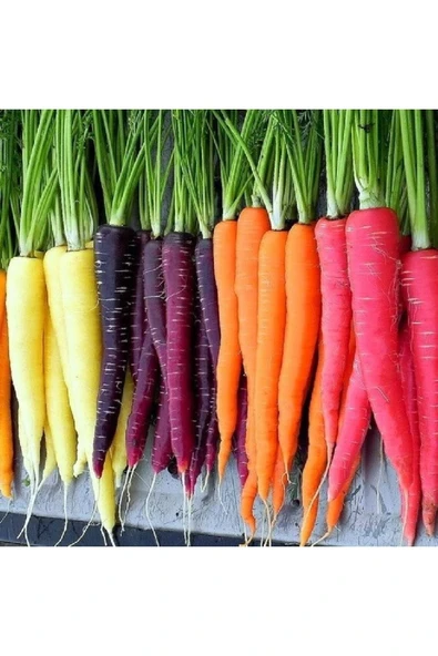 Muka Botanik 100 Adet Five Color Rainbow Havuç Tohumu ürün görseli