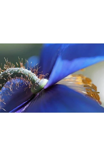 Muka Botanik 10 Adet Himalayan Blue And Purple Poppy Tohumu - Resim 4