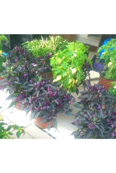 Muka Botanik 20 Adet Saksılık Mor Süs Biberi Tohumu - Resim 2