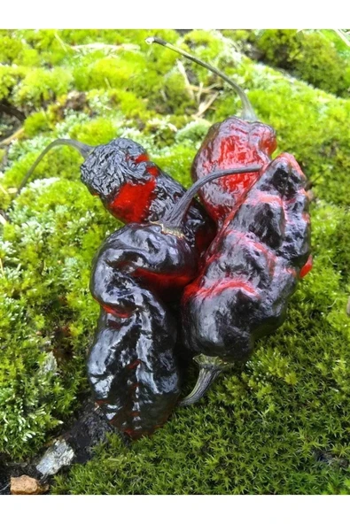 Muka Botanik 10 Adet Blushing Ghost Biber Tohumu - Resim 2