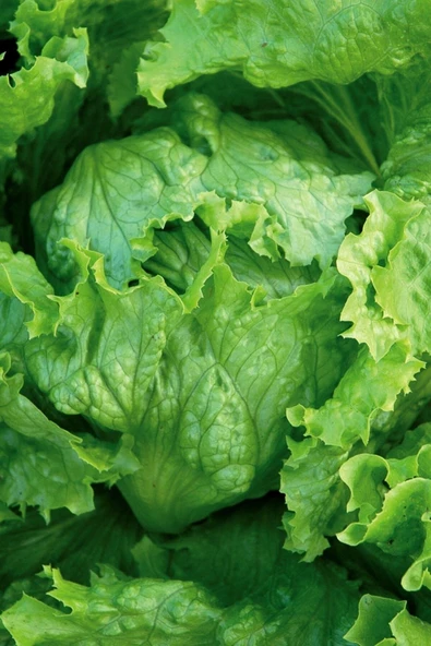 Muka Botanik Iceberg Göbek Marul Tohumu / 20 Adet Tohum - Resim 5