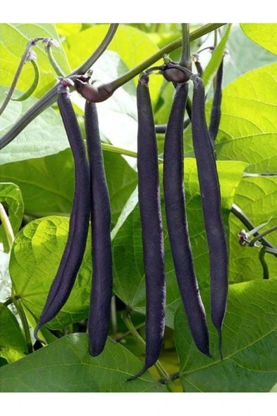 Muka Botanik 20 Adet Yediveren Siyah Fasulye Tohumu - Resim 2