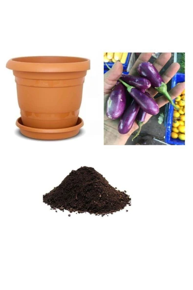 Muka Botanik Ithal Minyatür Kemer Patlıcan Tohumu Ekim Seti ürün görseli