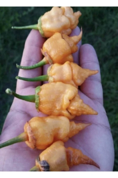 Muka Botanik 20 Adet Adrenalina Purple Orange Biber Tohumu - Resim 3