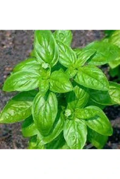 Muka Botanik Yeşil Yapraklı Mis Kokulu Fesleğen Çiçeği Tohumu 30 Adet ürün görseli