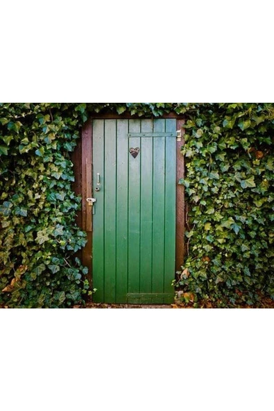 Muka Botanik 10 Adet Boston Ivy Tohumu - Resim 2