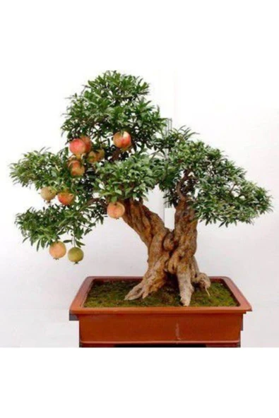 Muka Botanik Nadir Ithal Bodur Nar Bonzai Ağacı Tohumu 10 Tohum Bonsai Tohumu - Resim 3