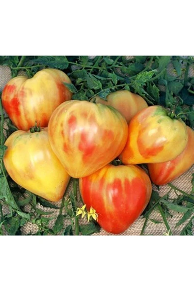 Muka Botanik 20 Adet Orange Heart Shaped Domates Tohumu - Resim 2