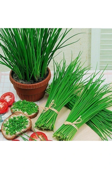 Muka Botanik Frenk Soğanı Tohumu 50 Adet ürün görseli