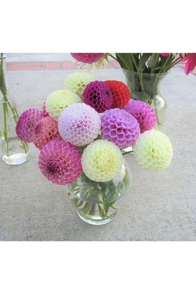 Muka Botanik 10 Adet Pom Pon Dahlia Tohumu ürün görseli