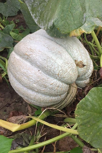 Muka Botanik Yerli Iri Beyaz Bal Kabağı Tohumu / 5+ Adet Tohum - 5