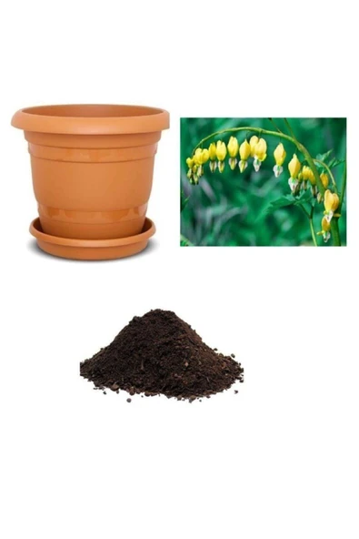 Muka Botanik Ithal Sarı Dicentra Çiçeği Tohumu Ekim Seti ürün görseli