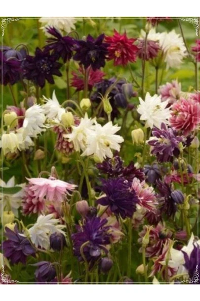 Muka Botanik 10 Adet Mixed Multicolored Aquilegia Tohumu ürün görseli