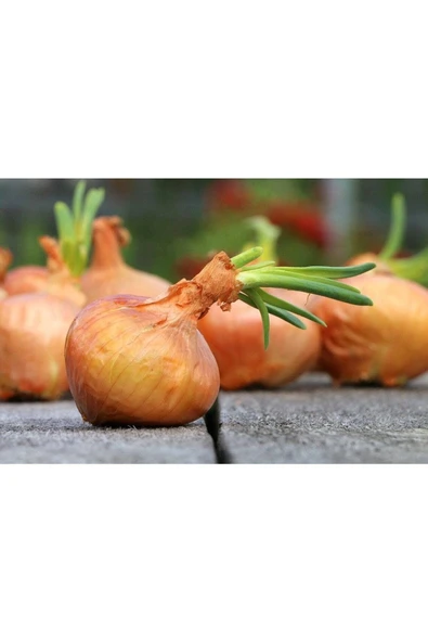 Muka Botanik 100 Adet Organic Vidalia Sweet Soğan Tohumu ürün görseli