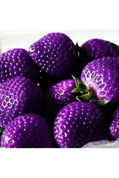 Muka Botanik 10 15 Adet Mor Çilek Tohumu ürün görseli