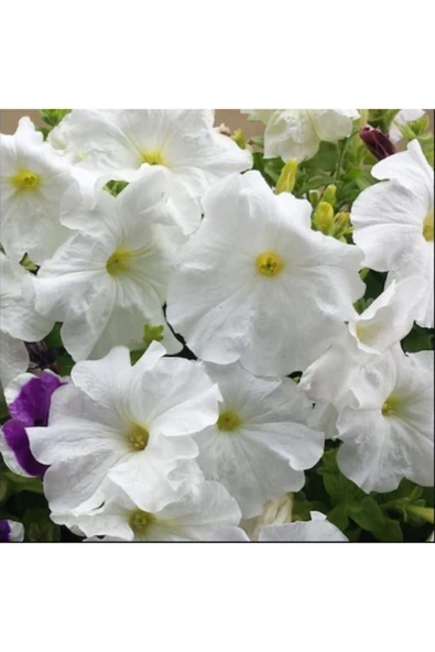 Muka Botanik 5 Adet Beyaz Sarmaşık Çiçeği (gündüz Sefası) Tohumu - Resim 2