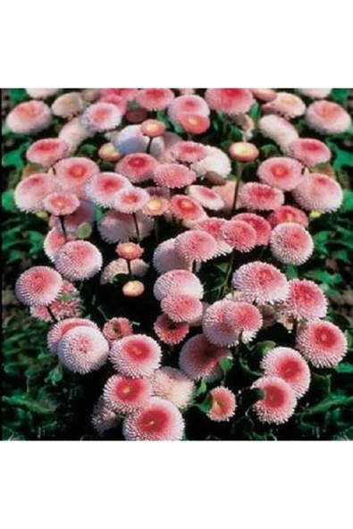 Muka Botanik 20 Adet Strawberries & Cream Englısh Daısy Tohumu ürün görseli