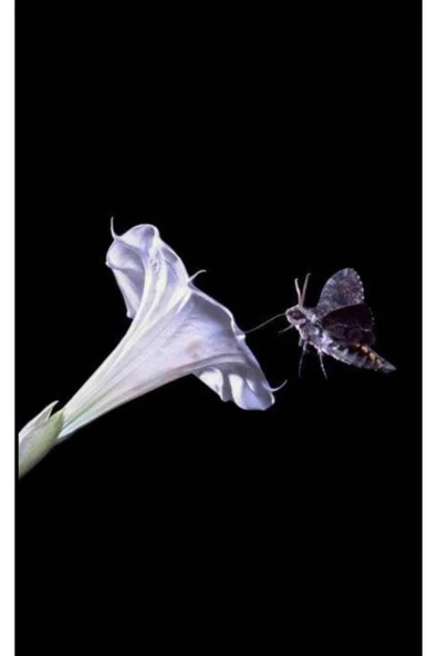 Muka Botanik 5 Adet Sacred Fragrant Moon Tohumu - Resim 2