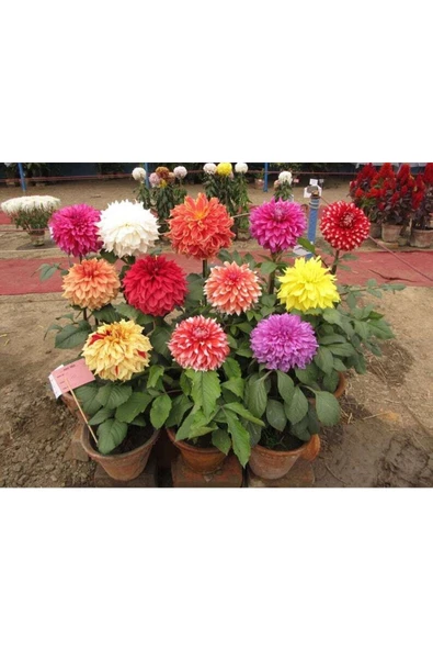 Muka Botanik 10 Adet Dwarf Mixed Colors Redskın Dahlıa Tohumu - Resim 3
