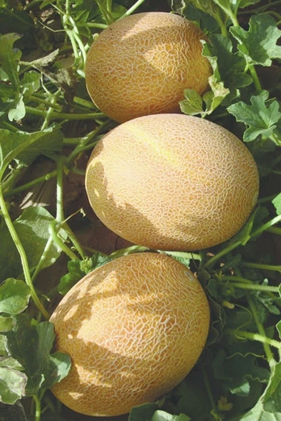 Muka Botanik Kokulu Ananas Kavun Tohumu / 5+ Adet Tohum - Resim 5