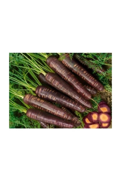 Muka Botanik Siyah Havuç 150+ Adet Tohum ürün görseli