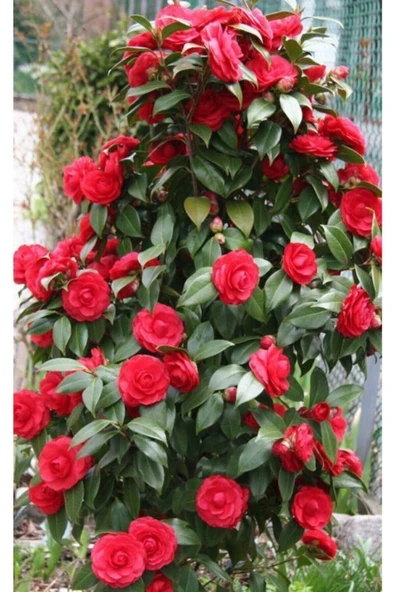 Muka Botanik 15 Adet Soft Kırmızı Renkli Sarmaşık Gül Tohumu ürün görseli