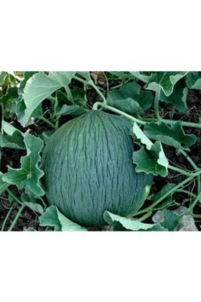 Muka Botanik Hasanbey Kışlık Kavun Tohumu Ekim Seti - Resim 5