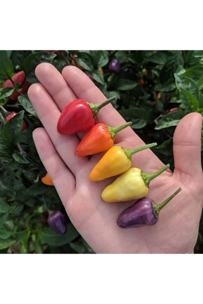 Muka Botanik 20 Adet Chinese 5 Renk Biber Tohumu - Resim 2