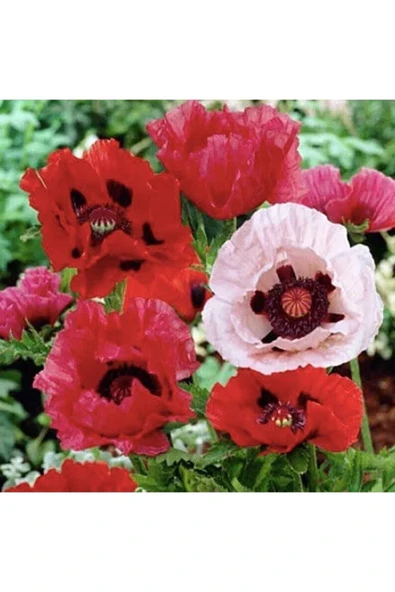 Muka Botanik 10 Adet Pizzicato Poppy Tohumu - Resim 4