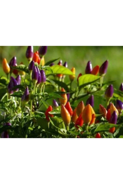 Muka Botanik Yediveren Acı Kıbrıs Biberi Tohumu Ekim Seti - Resim 3