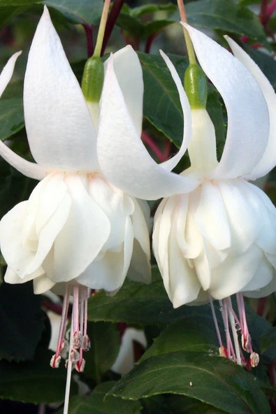 Muka Botanik Nadir Beyaz Küpe Çiçeği / 20 Adet Küpeli Tohumu - 3