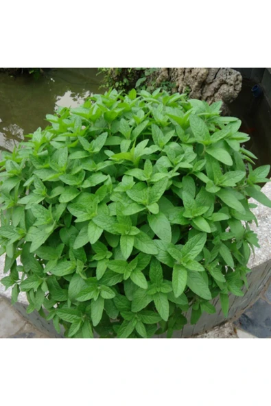 Muka Botanik 100 Adet Saksılık Nane Tohumu ürün görseli