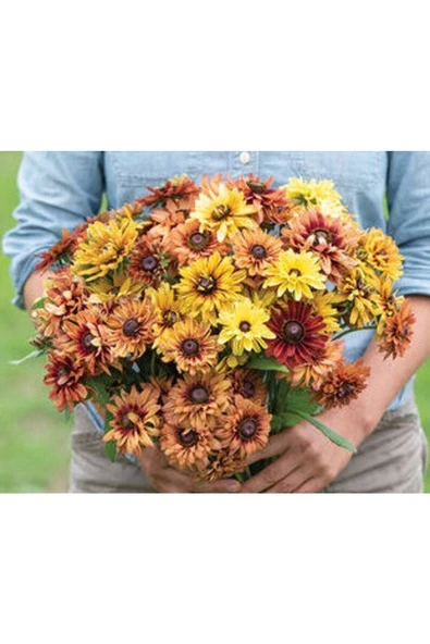 Muka Botanik 10 Adet Sahara Rubeckia Mix Tohumu - Resim 4