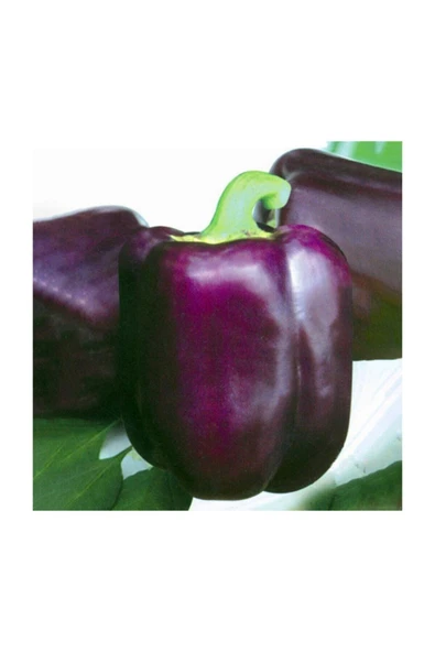 Muka Botanik Ithal Nadir Mor Dolmalık Biber Tohumu 10 Adet Tohum - Resim 4