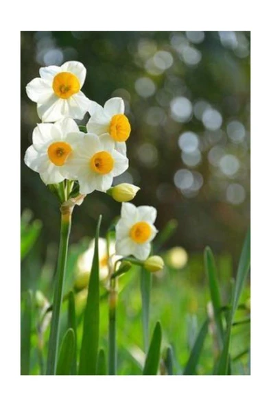 Muka Botanik Nergiz Tohumu 5 Adet Tohum Nergis Çiçeği Tohumu Çiçek Tohumu ürün görseli
